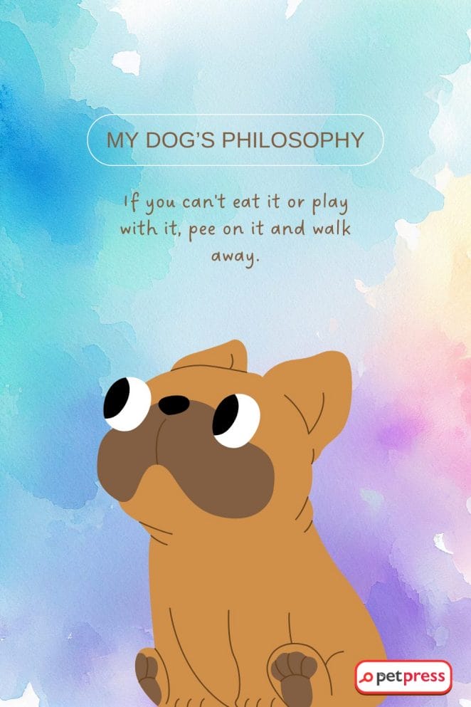 Funny Dog Quotes for Phone Wallpapers