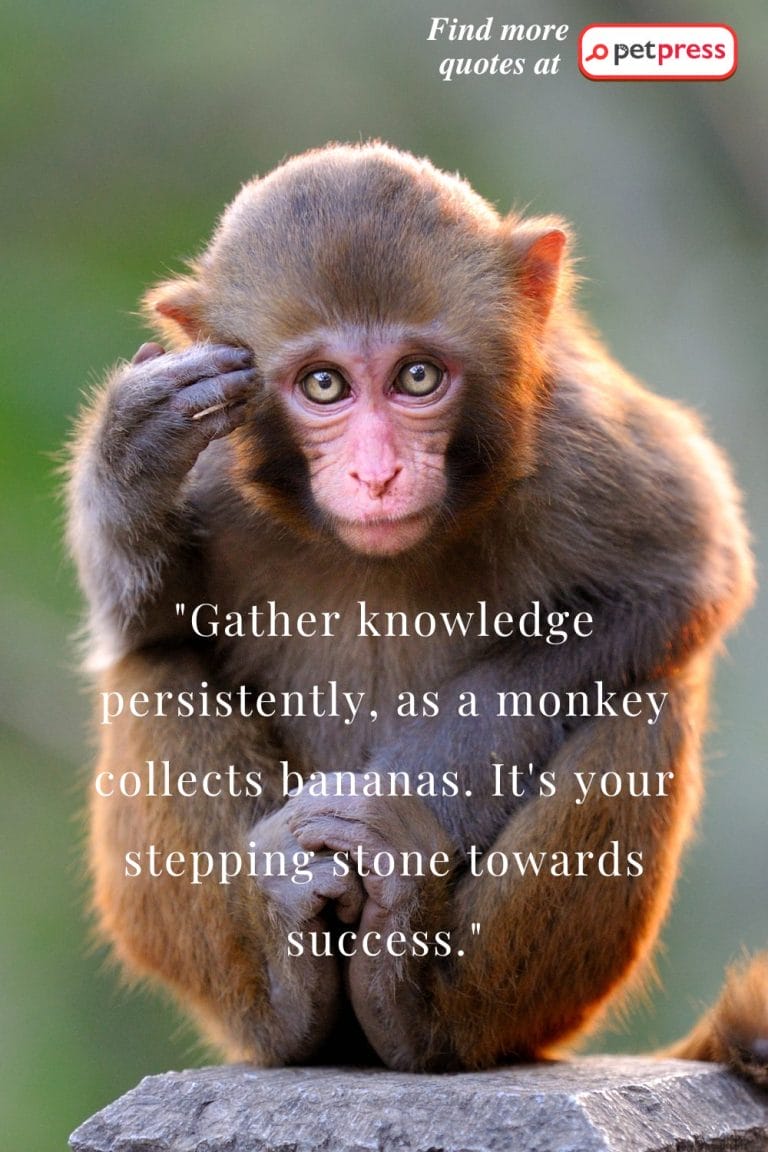 75 Monkey Inspiring Quotes That Revealed the Jungle Wisdom - PetPress