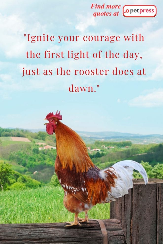 Rooster Inspiring Quotes