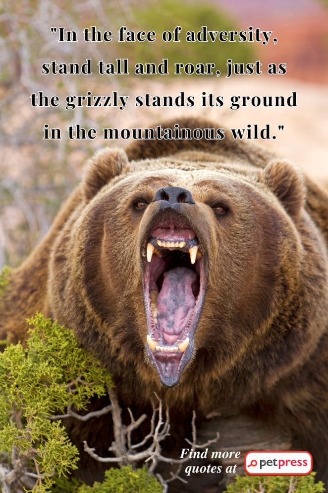 grizzly bear quotes.png