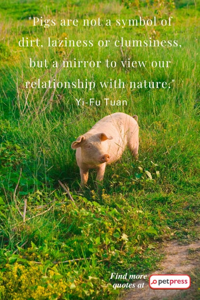  inspiring pig quotes