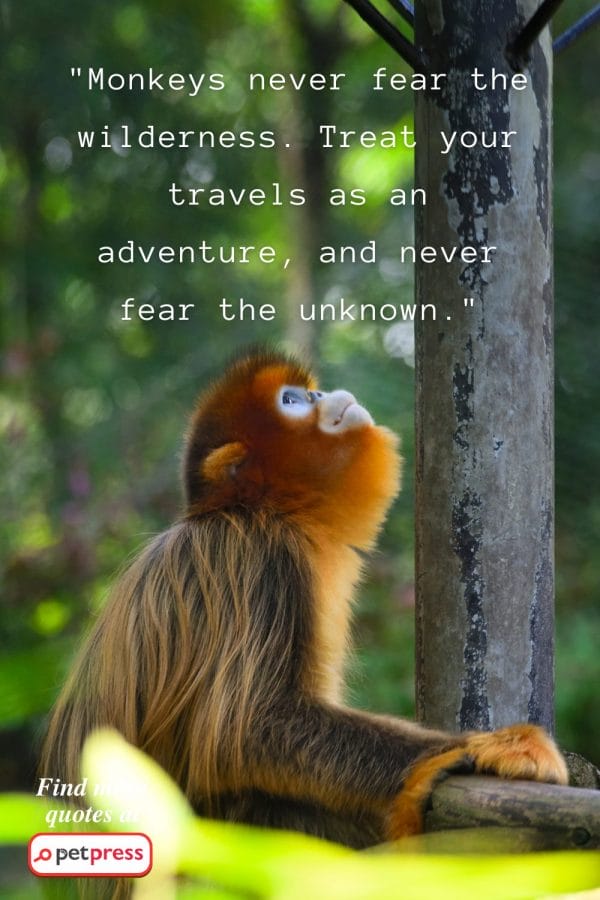 75 Monkey Inspiring Quotes That Revealed the Jungle Wisdom - PetPress