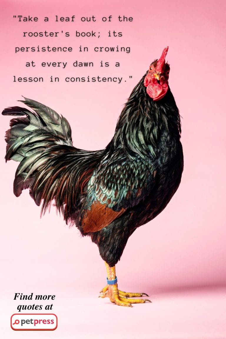 Rise & Shine: 75 Rooster Inspiring Quotes to Ignite Your Passion!