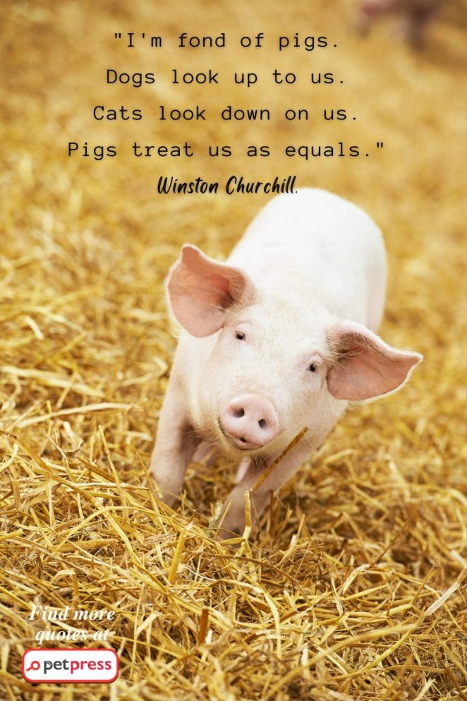  inspiring pig quotes