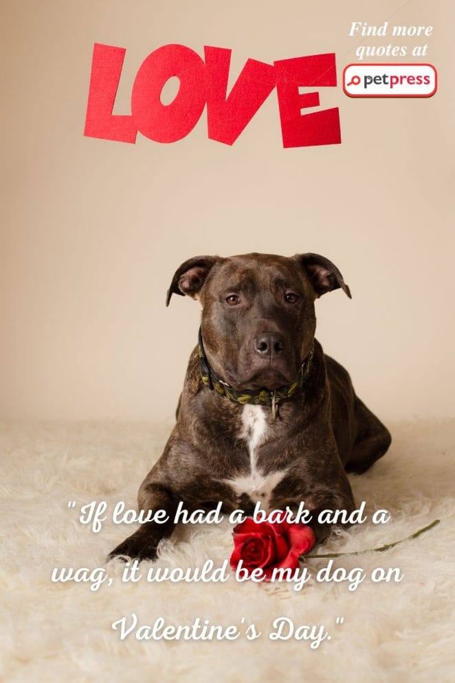 Dog Valentine's Day Quotes