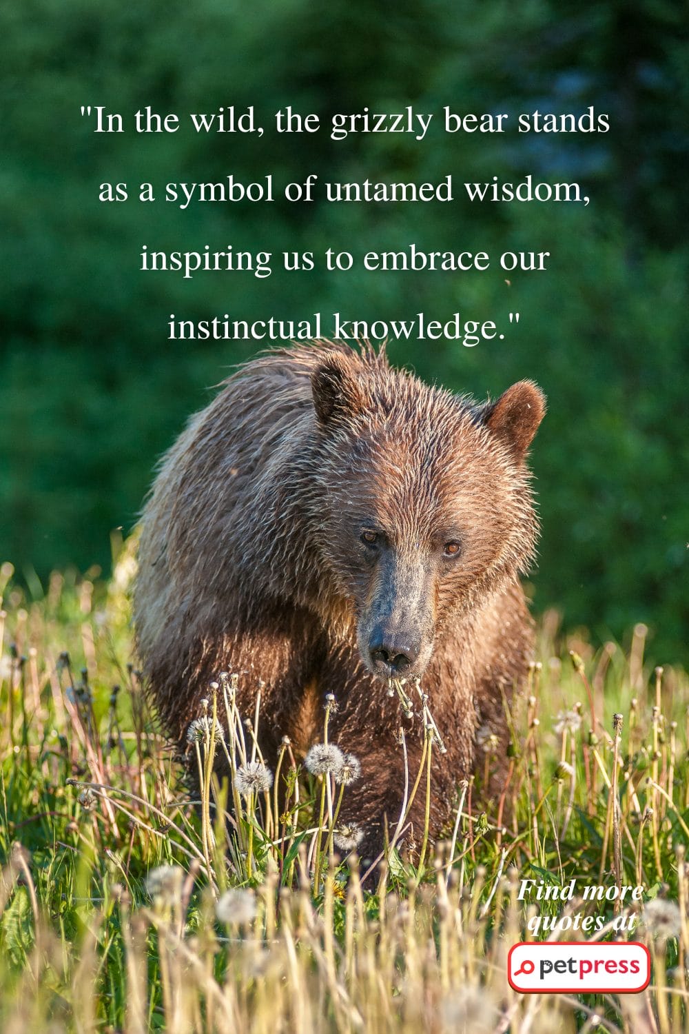 grizzly bear quotes.png