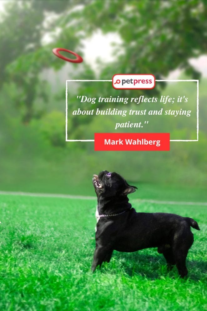 Celebrity Quotes  on Dog Training