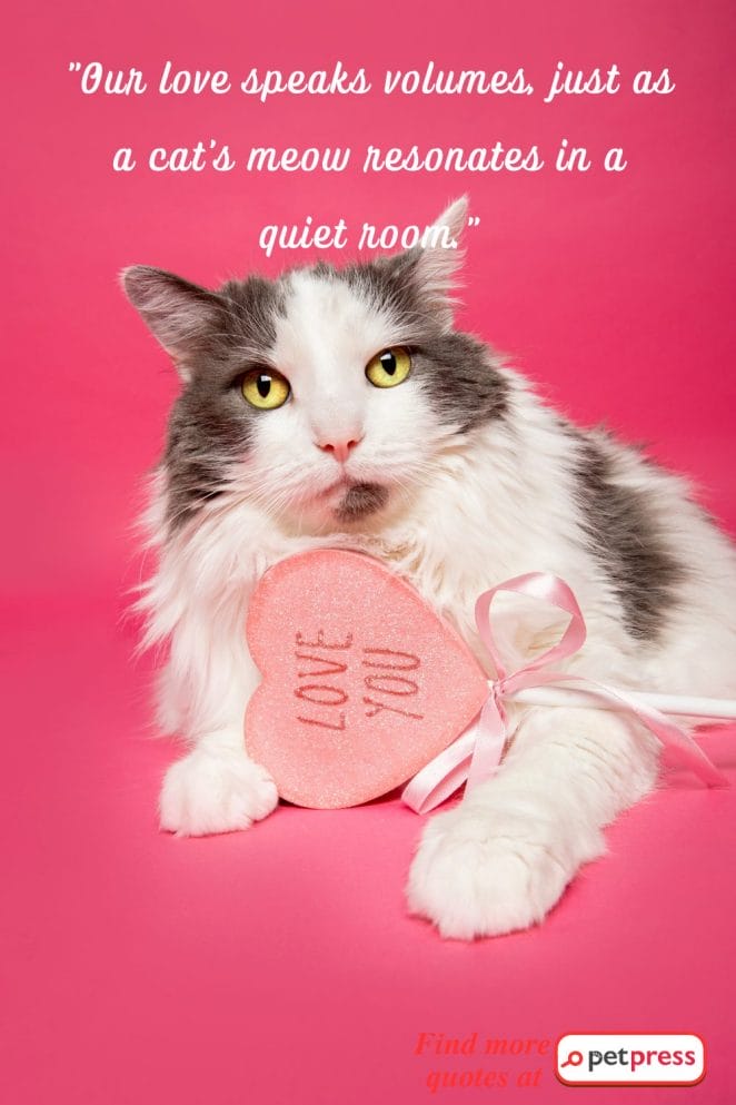 cat Valentine's Day Quotes