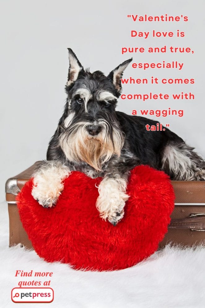Dog Valentine's Day Quotes