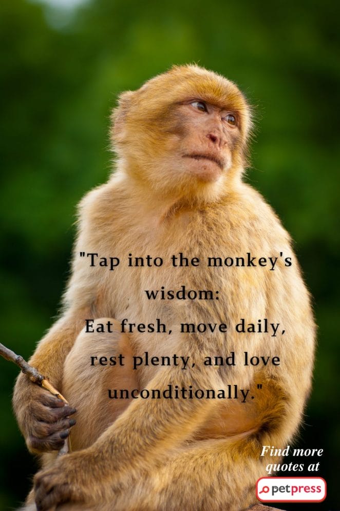 Monkey Inspiring Quotes
