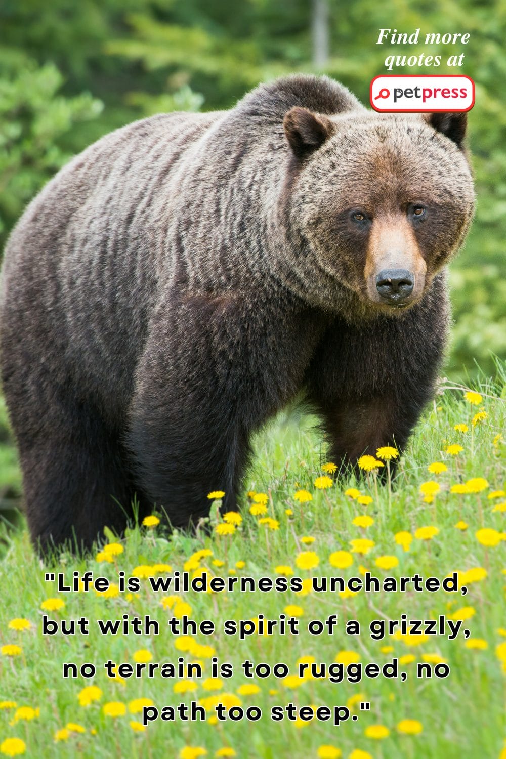 grizzly bear quotes.png