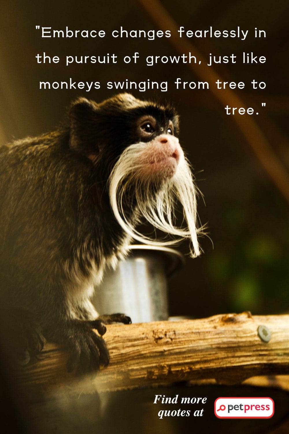 75 Monkey Inspiring Quotes That Revealed the Jungle Wisdom PetPress