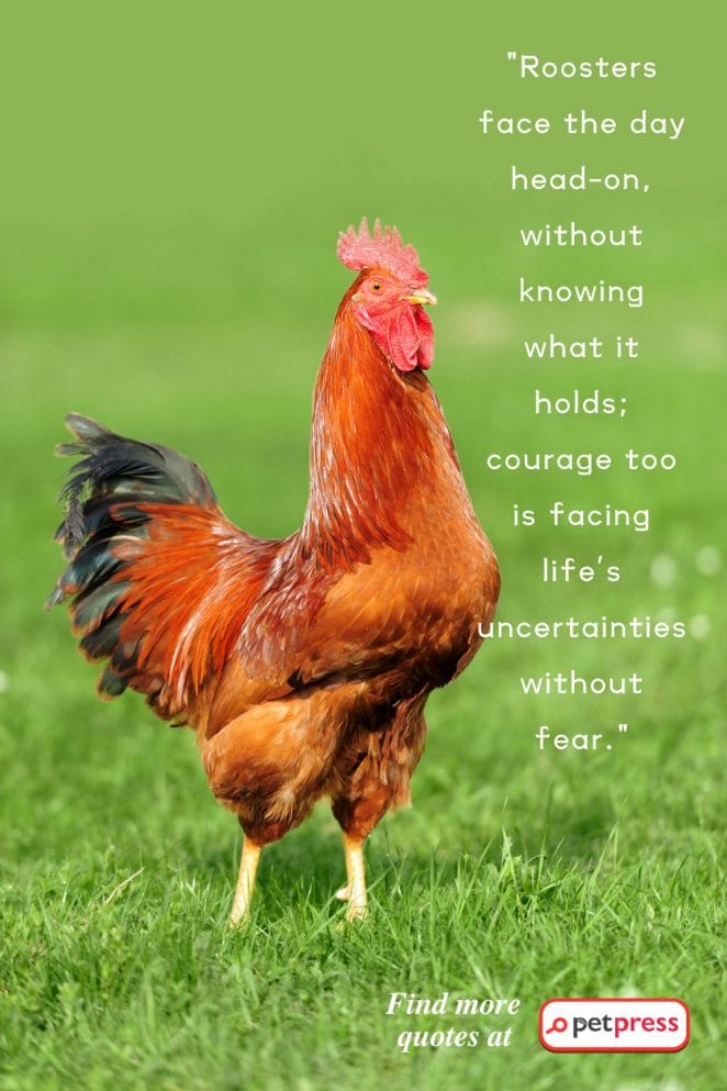 Rooster Inspiring Quotes