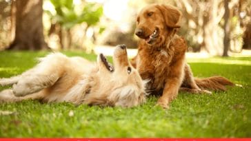 Celebrity Quotes on Dog Health