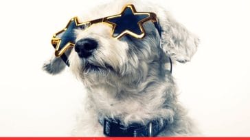 Celebrity Quotes on Dog and Happiness