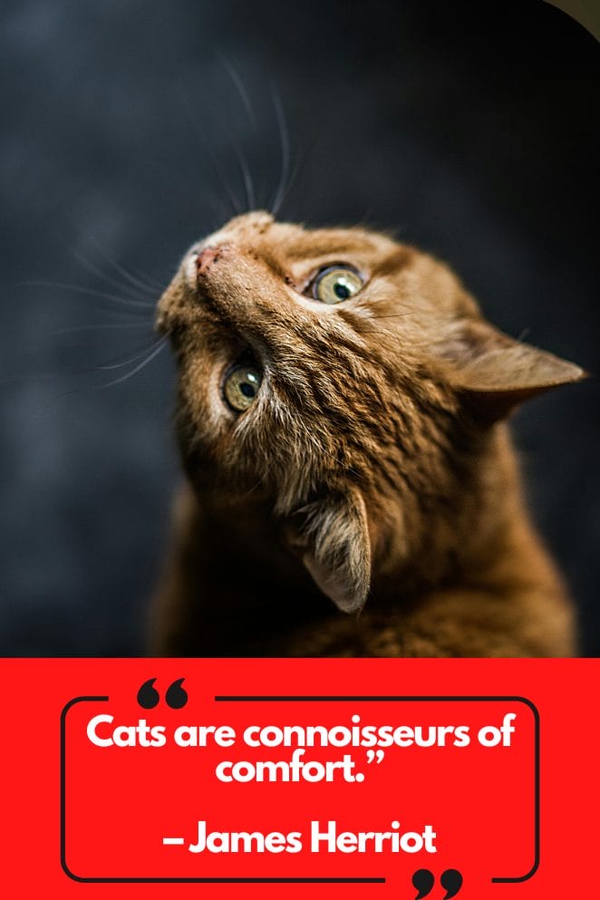 Cat Quotes by Celebrities