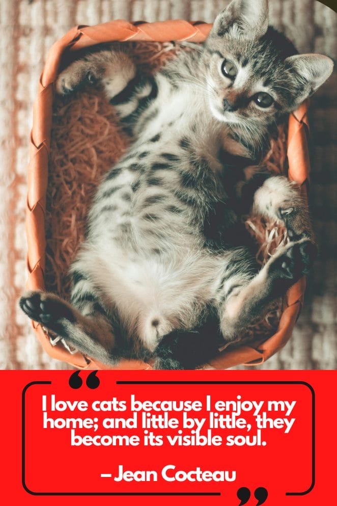 Cat Quotes by Celebrities