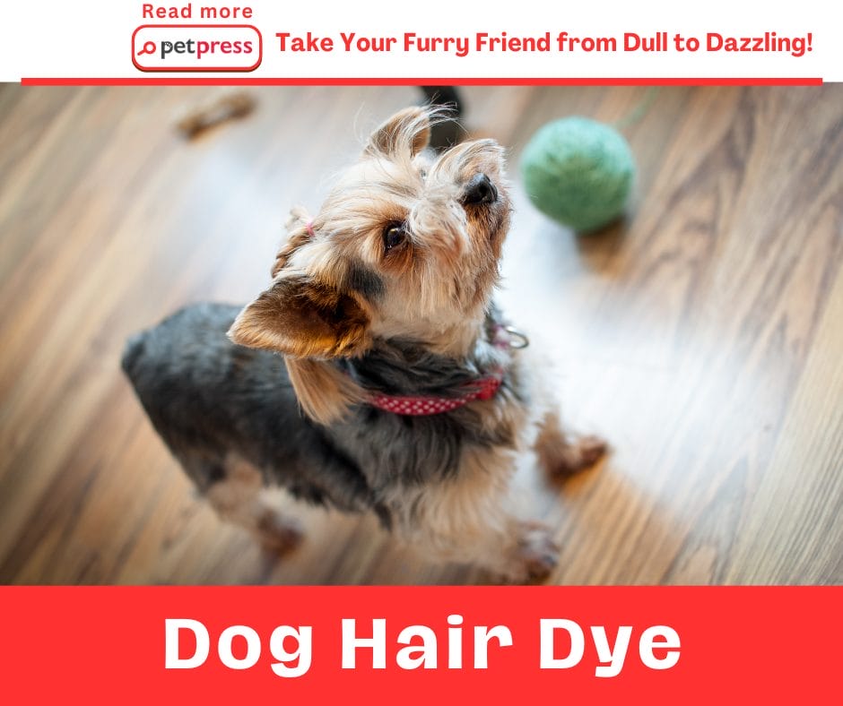 Dog Hair Dye: Take Your Furry Friend from Dull to Dazzling! - PetPress