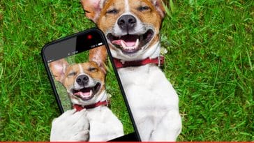 Funny Dog Quotes for Phone Wallpapers