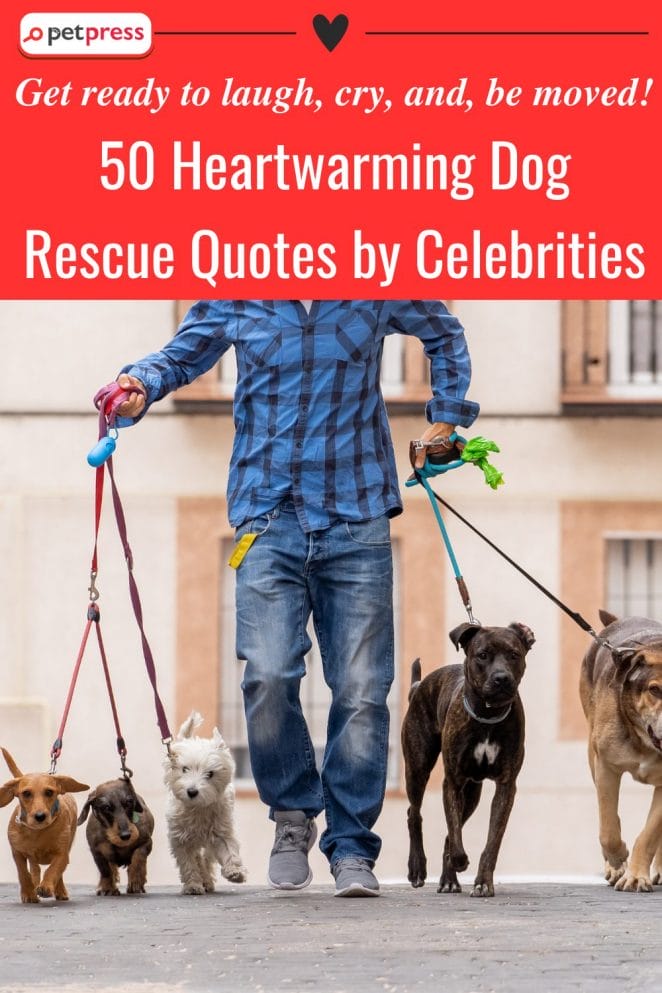 Heartwarming Dog Rescue Quotes by Celebrities