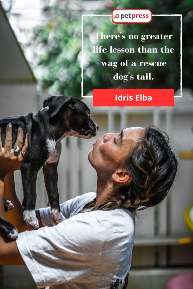 Heartwarming Dog Rescue Quotes by Celebrities