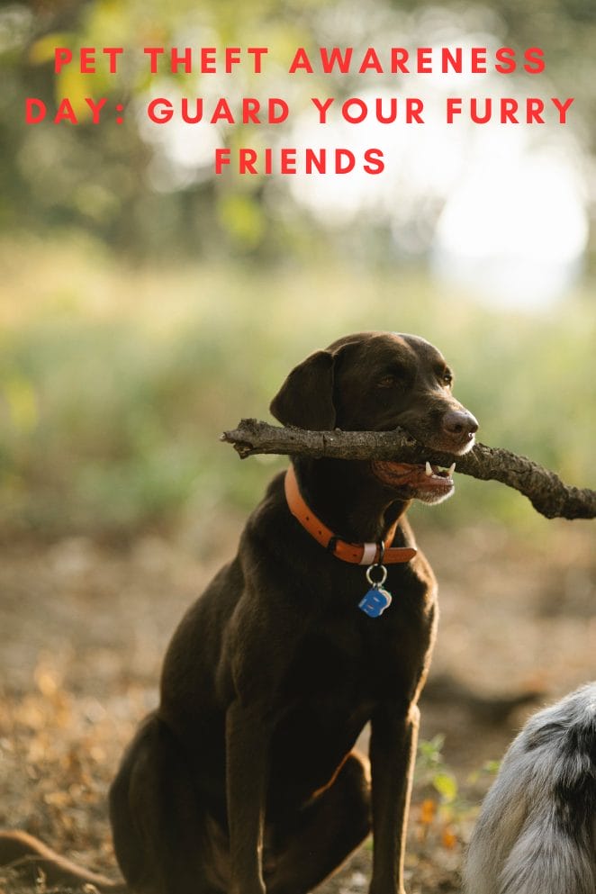Pet Theft Awareness Day Guard Your Furry Friends PetPress