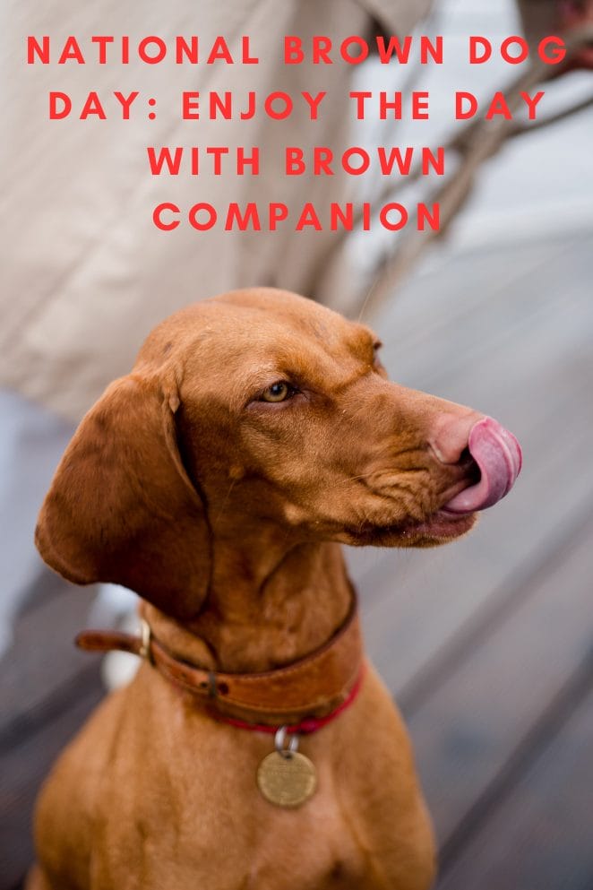 National Brown Dog Day