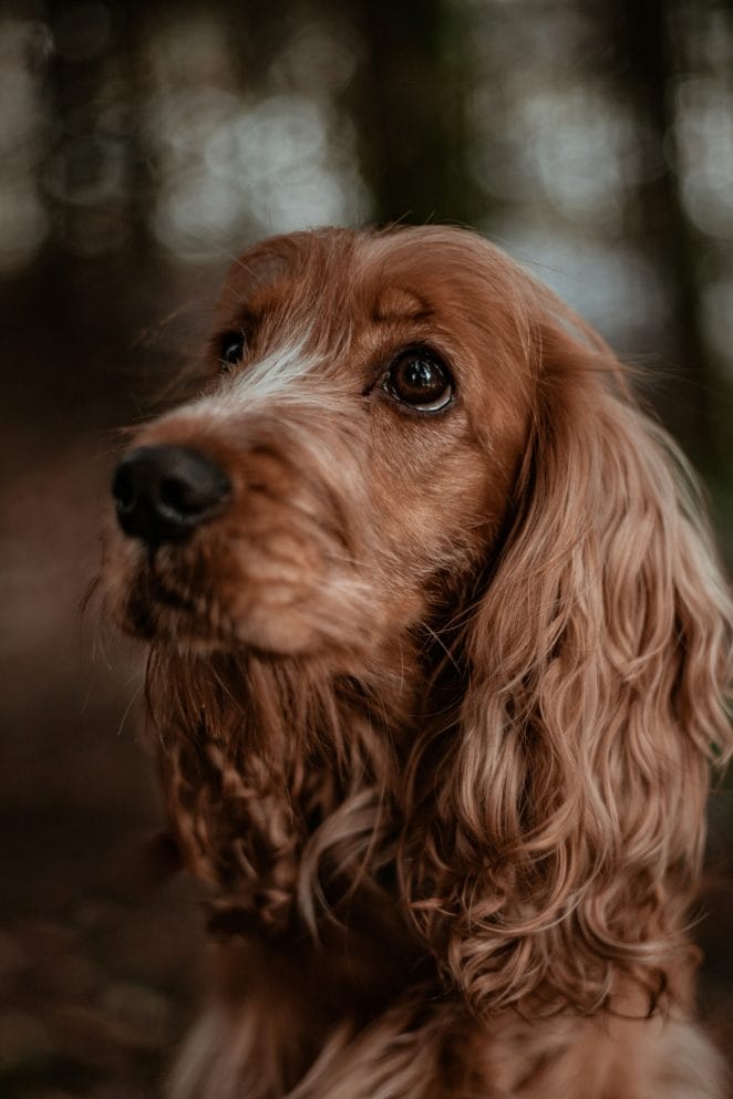 National Brown Dog Day