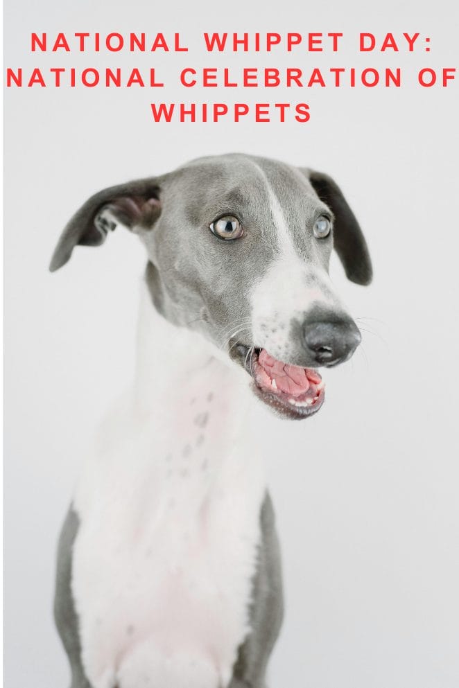 Whippet Gartenflagge 'We Hope You Like Whippets', 45.7x31.8cm - Doppelseitig Bedruckt, Waschbar