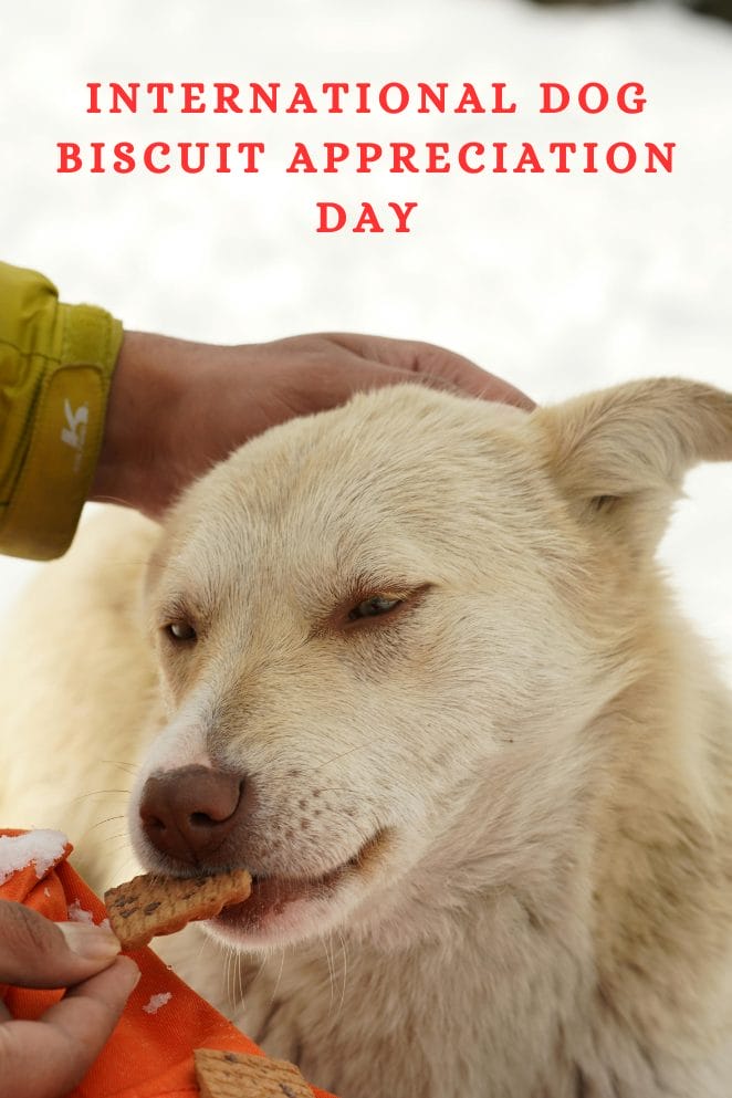 International Dog Biscuit Appreciation Day PetPress