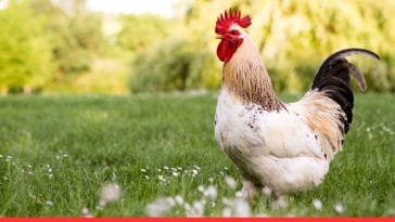 Rooster Inspiring Quotes