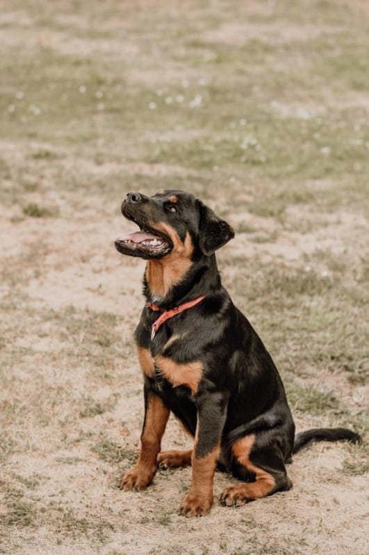 Working Paws: A Guide to the Different Types of Working Dogs