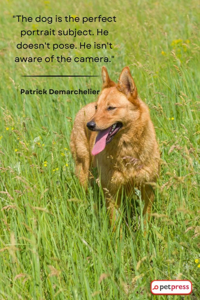Short Dog Quotes by Celebrities