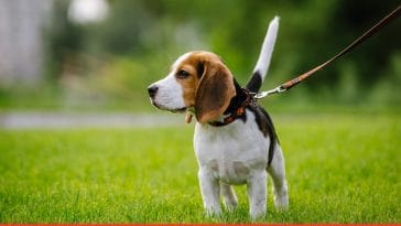 Walking the Puppy for the First Time Exciting Tips Ahead!