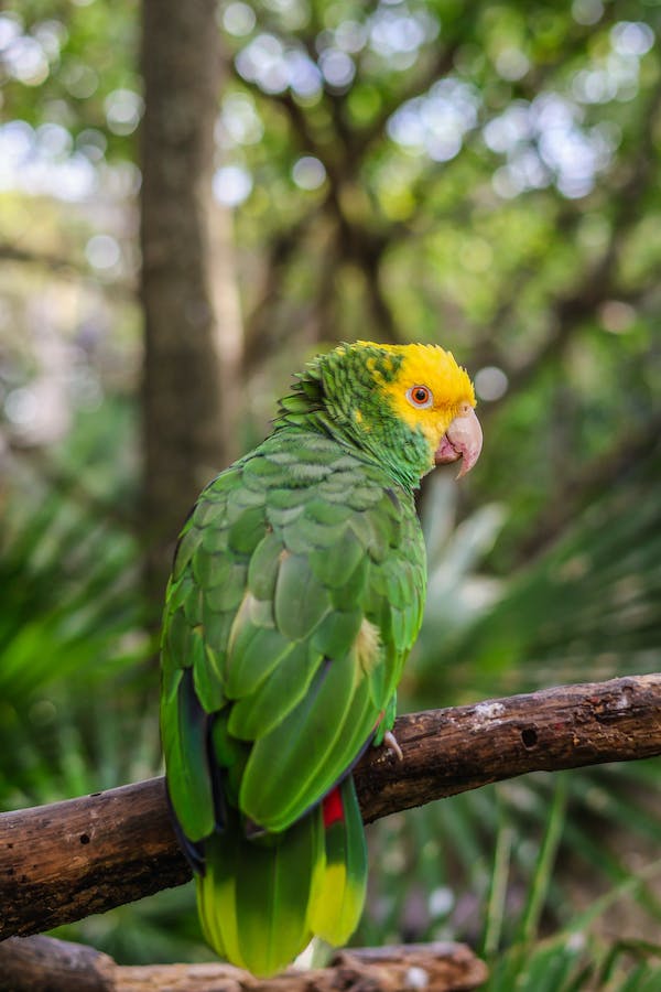 Yellow-Naped Amazon Parrot 