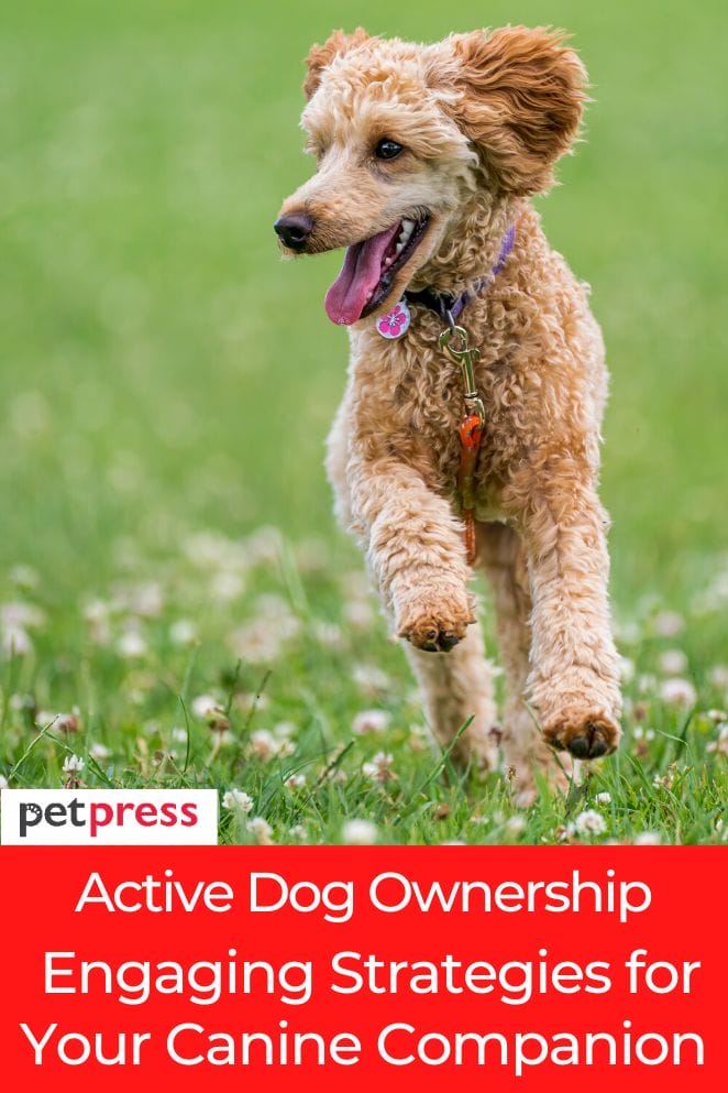 active dog ownership