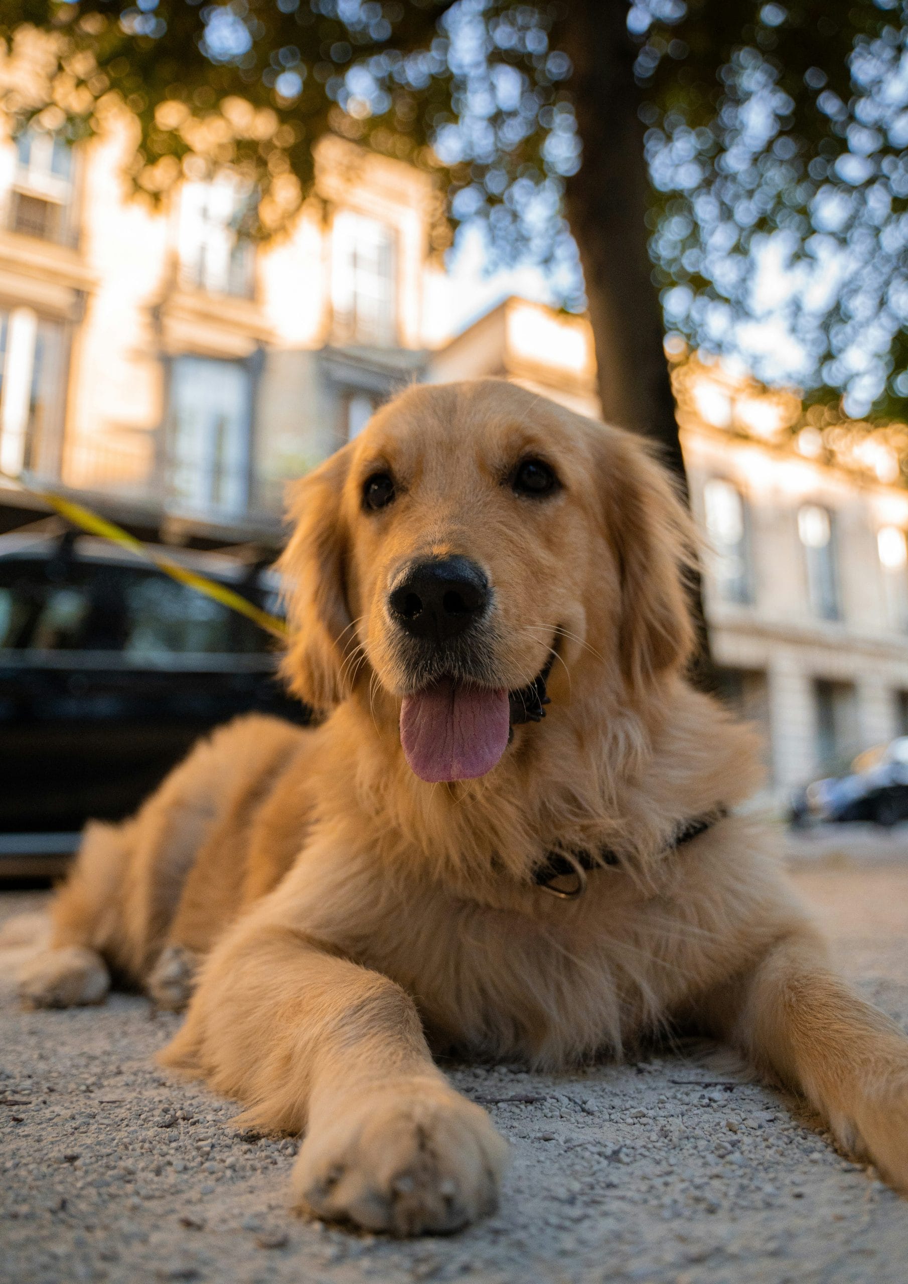 National Golden Retriever Day