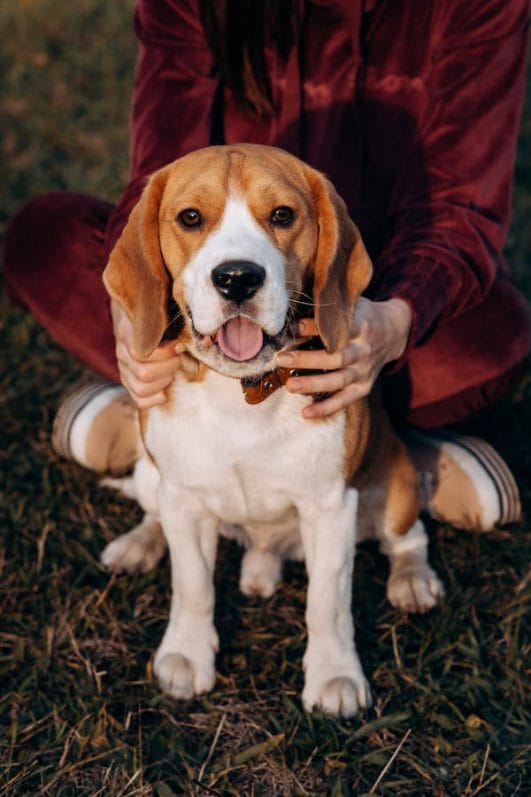 Working Paws: A Guide to the Different Types of Working Dogs