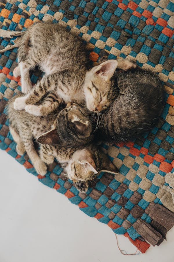cat-sleep-cycle