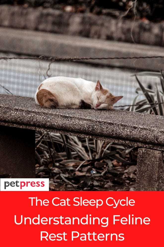 The Cat Sleep Cycle Understanding Feline Rest Patterns