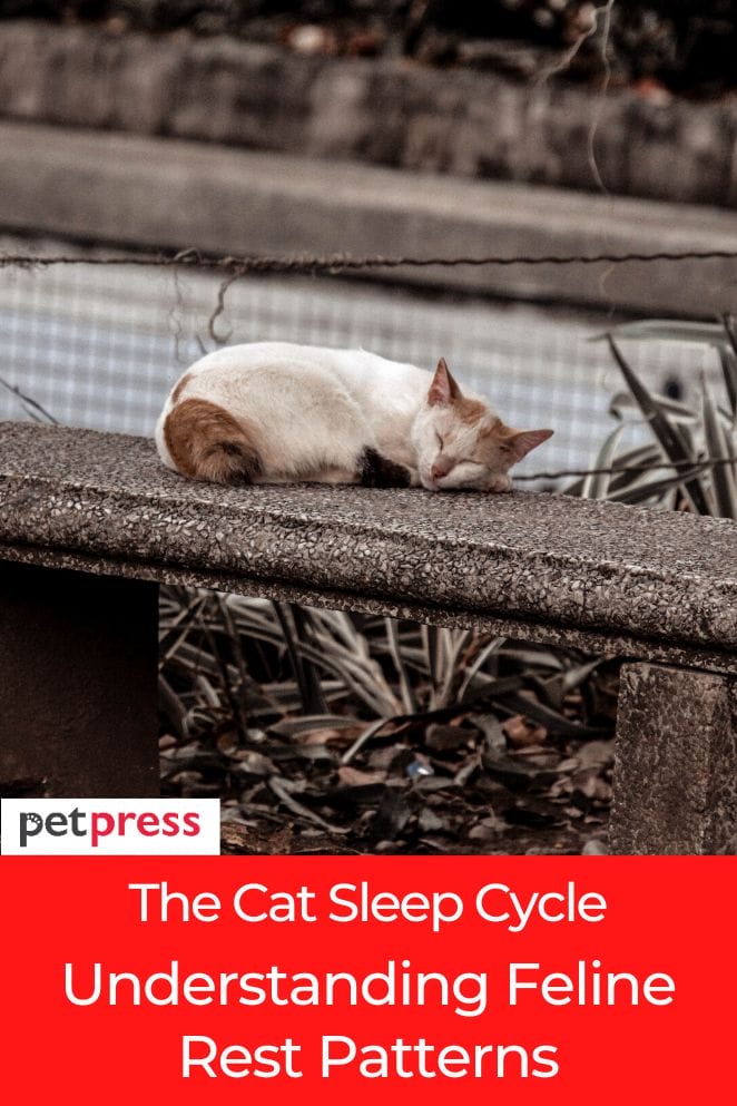 cat sleep cycle
