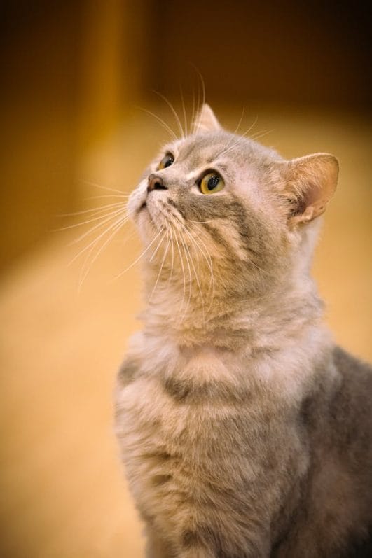 5 Common Cat Ailments Recognizing Signs and Treatment