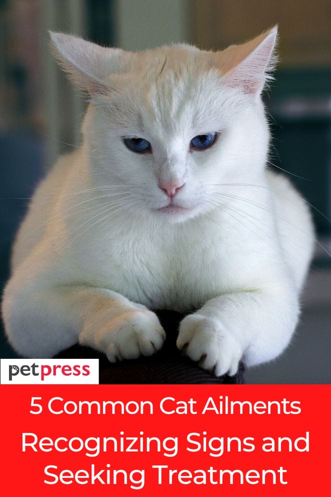 5 Common Cat Ailments Recognizing Signs and Treatment
