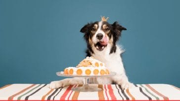 dog birthday cakes