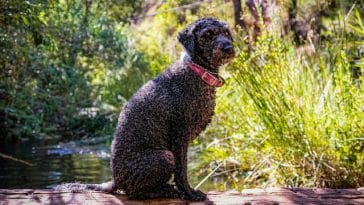 dog-breeds-from-spain