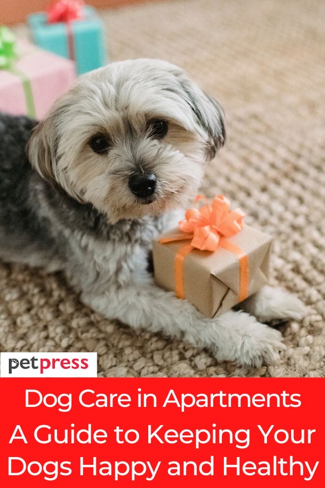 dog care in apartments
