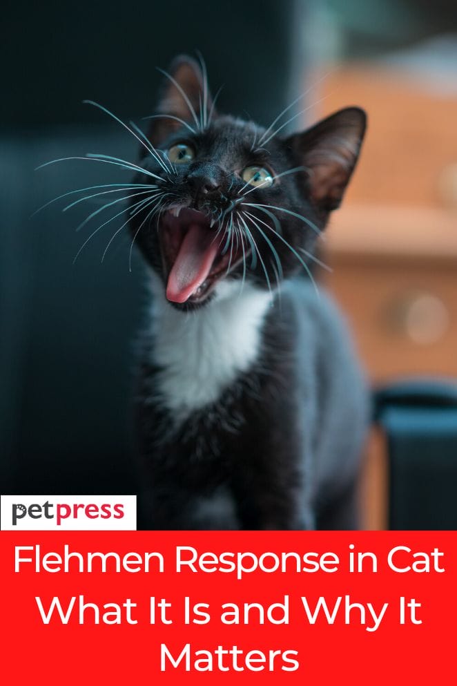 flehmen response in cat