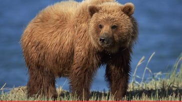 grizzly bear quotes.png