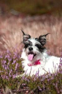 Hybrid Dog Breeds: Purposefully Bred for Specialized Tasks