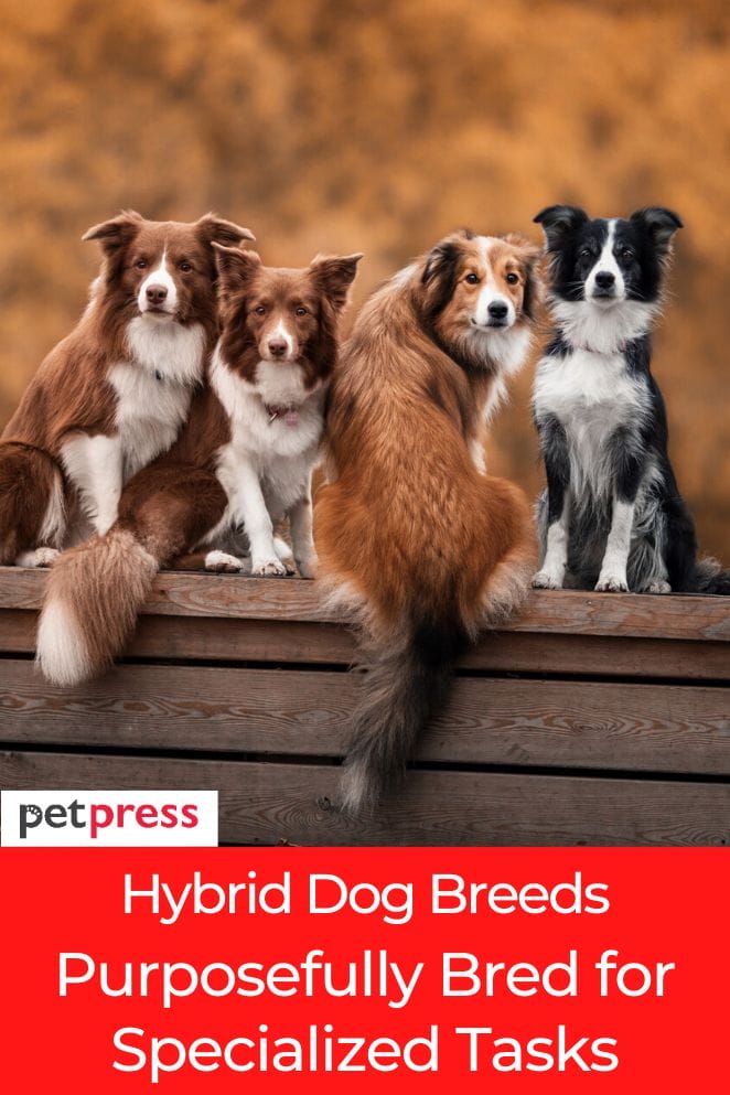 Hybrid Dog Breeds Purposefully Bred for Specialized Tasks